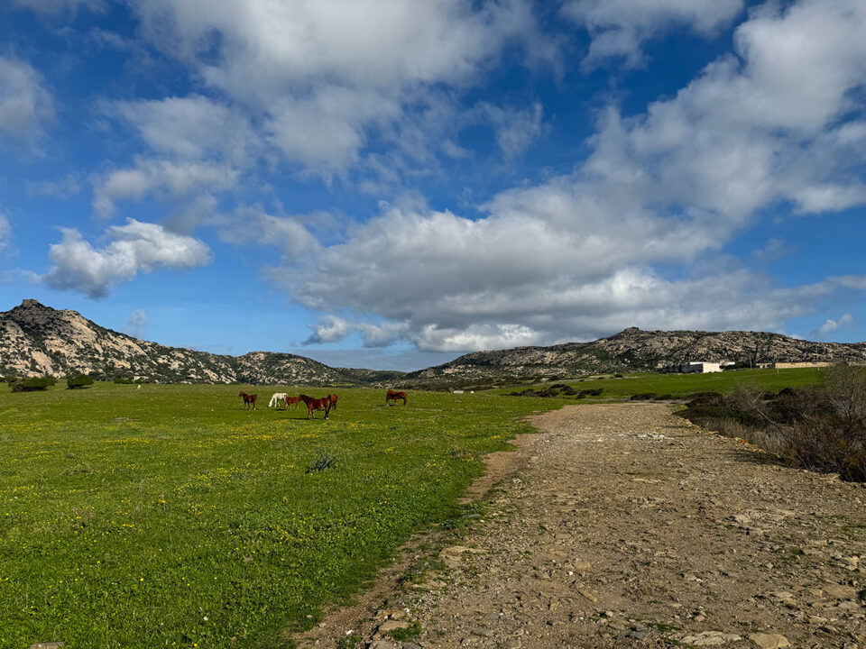 Excursión todoterreno en 4X4 al Parque Nacional de Asinara - Imagen 7