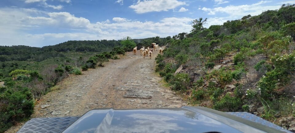 Excursión en Jeep 4x4 Costa Rei-Villasimius - Imagen 6