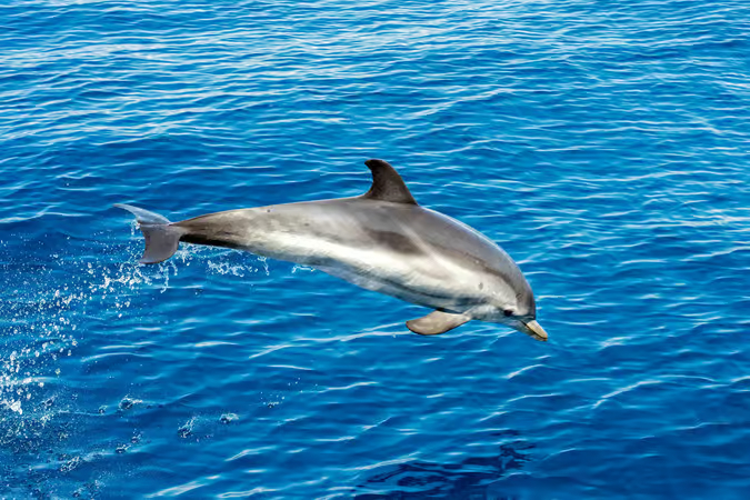 Cagliari: Paseo en lancha privada por el suroeste (salida desde Chia) - Imagen 7